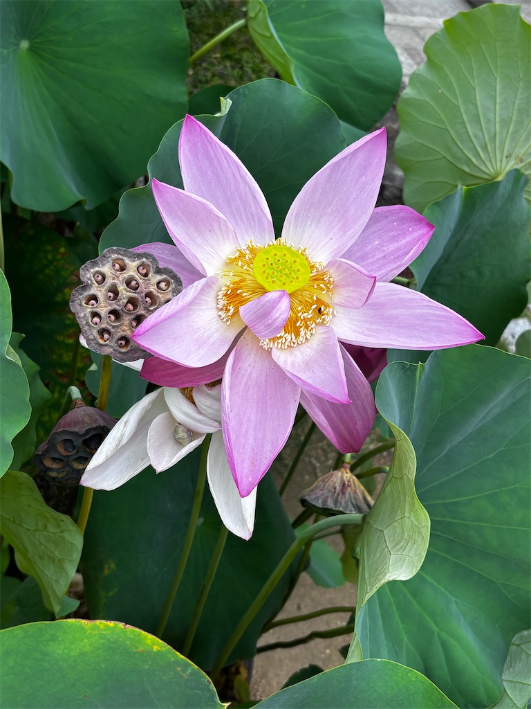 f:id:hatakofuru:20260803091958j:image