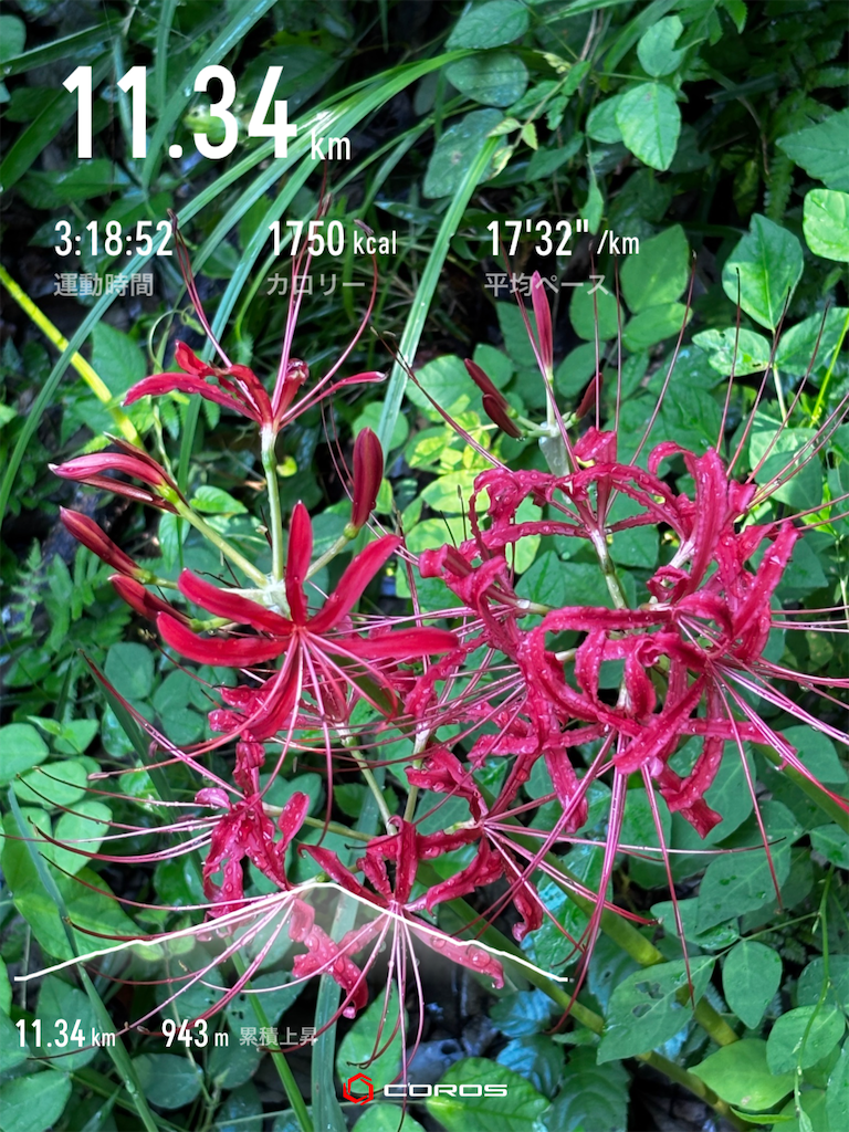 f:id:hatakofuru:20260818073134p:image