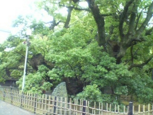 f:id:hatanakamami:20100520144242j:image f:id:hatanakamami:20100520144242j:image