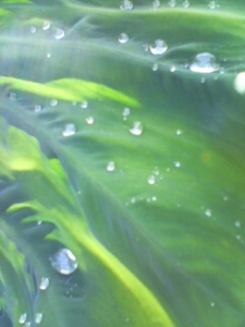 f:id:hatanakamami:20101025194820j:image