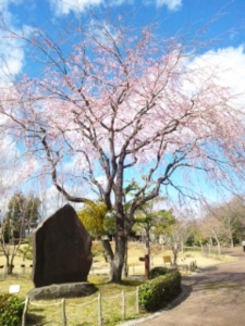 f:id:hatanakamami:20120324142508j:image