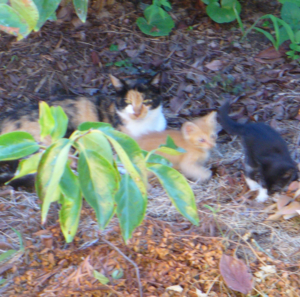 f:id:hatanakamami:20120823173806j:image f:id:hatanakamami:20120823173806j:image