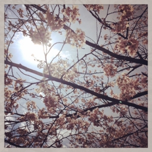 f:id:hatanakamami:20140329161351j:image f:id:hatanakamami:20140329161351j:image