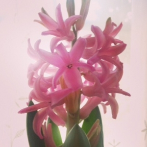 f:id:hatanakamami:20150214173429j:image f:id:hatanakamami:20150214173429j:image