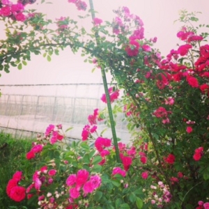 f:id:hatanakamami:20150531210310j:image