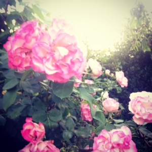 f:id:hatanakamami:20150531210311j:image