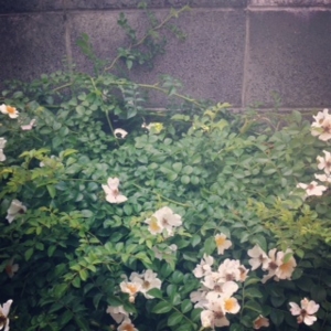 f:id:hatanakamami:20150531210358j:image