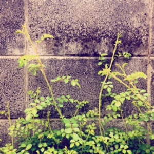 f:id:hatanakamami:20150531210359j:image