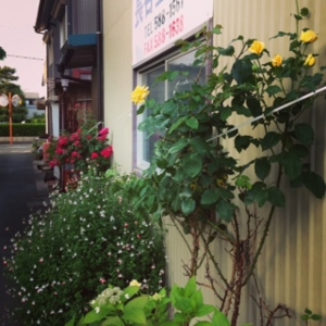 f:id:hatanakamami:20150531210402j:image