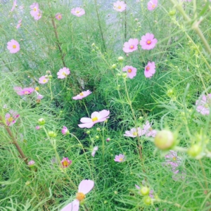 f:id:hatanakamami:20150926182523j:image
