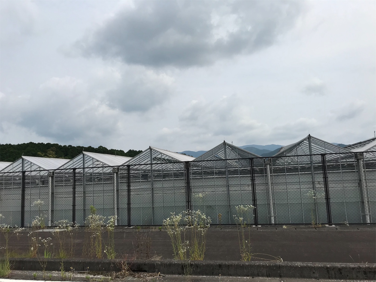 f:id:hatanikiteminkae:20190621181346j:image