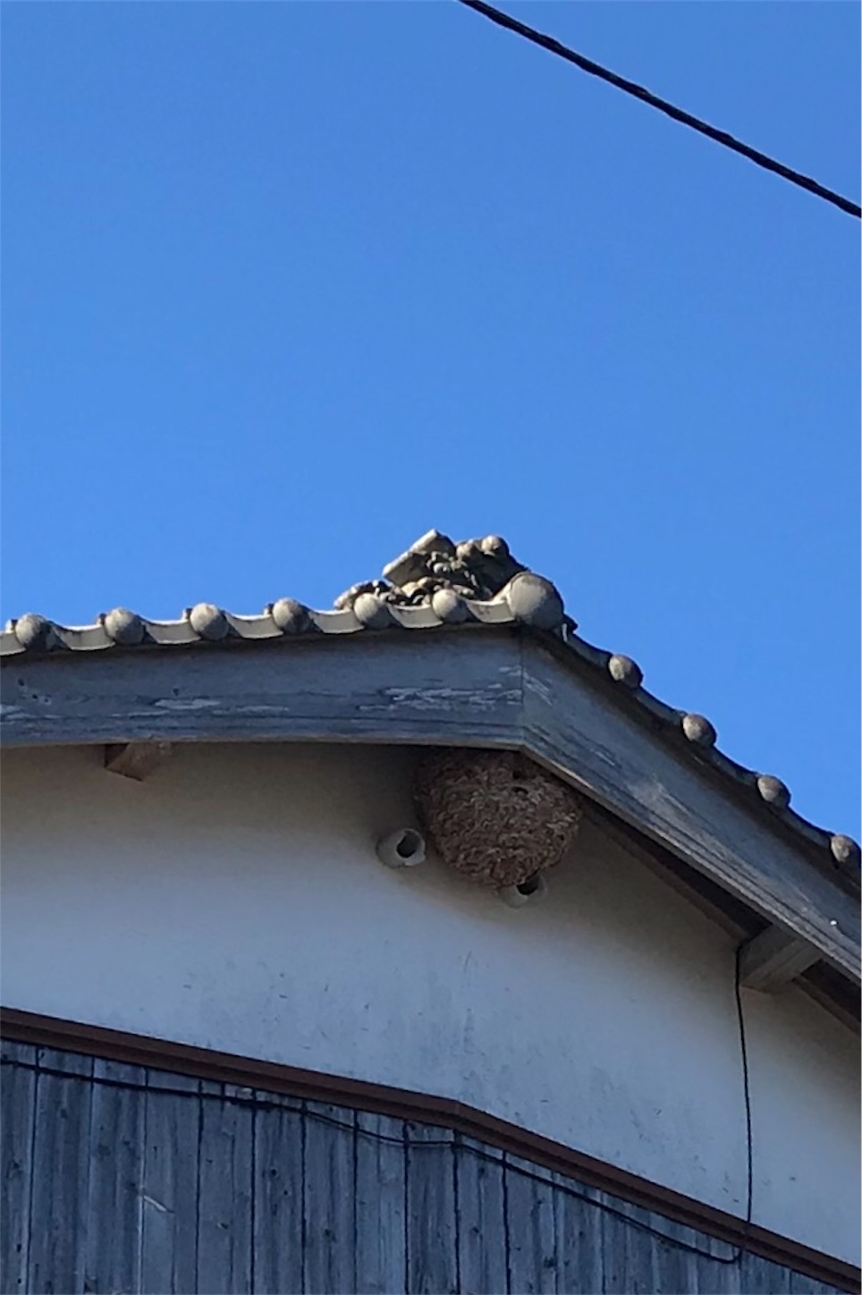 f:id:hatanikiteminkae:20191107154016j:image f:id:hatanikiteminkae:20191107154016j:image