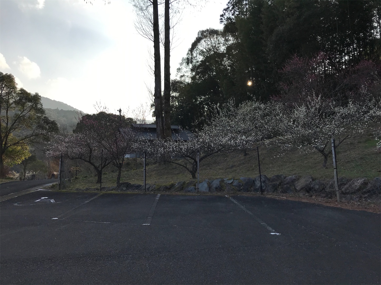 f:id:hatanikiteminkae:20200211213910j:image