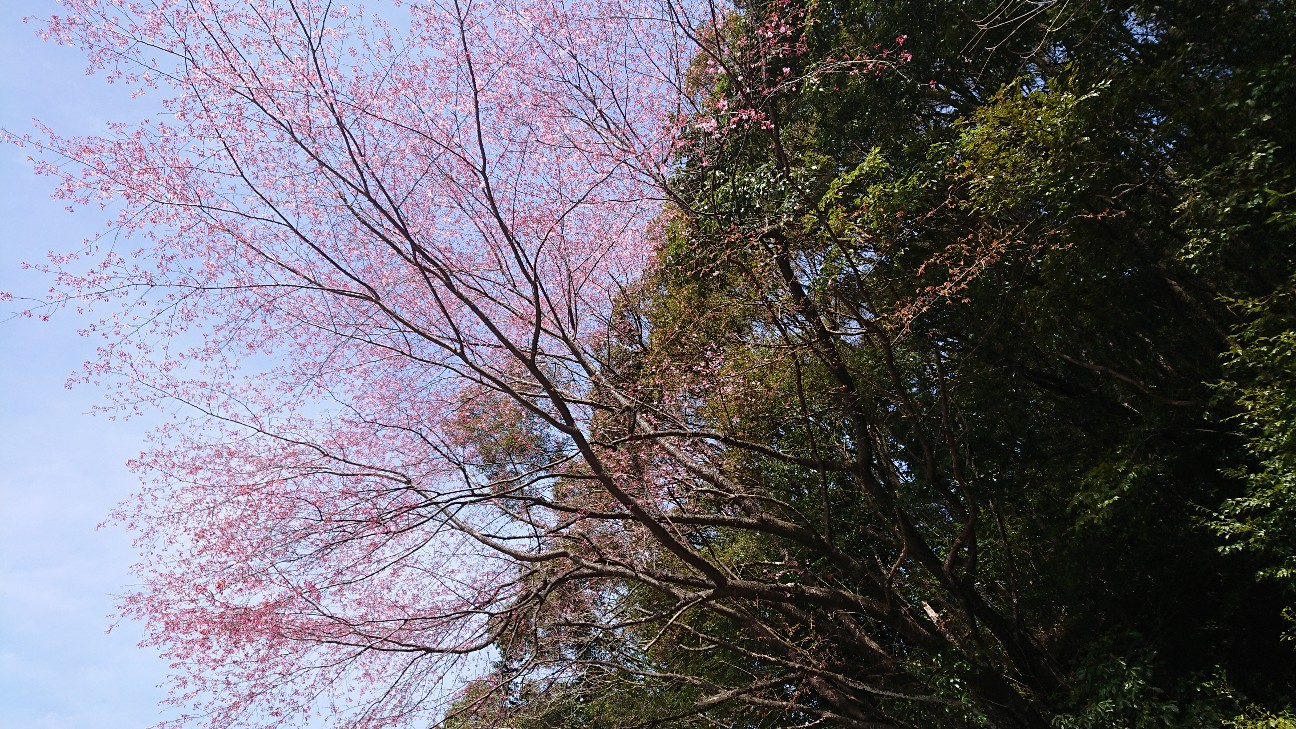 f:id:hatanikiteminkae:20200313182700j:image f:id:hatanikiteminkae:20200313182700j:image