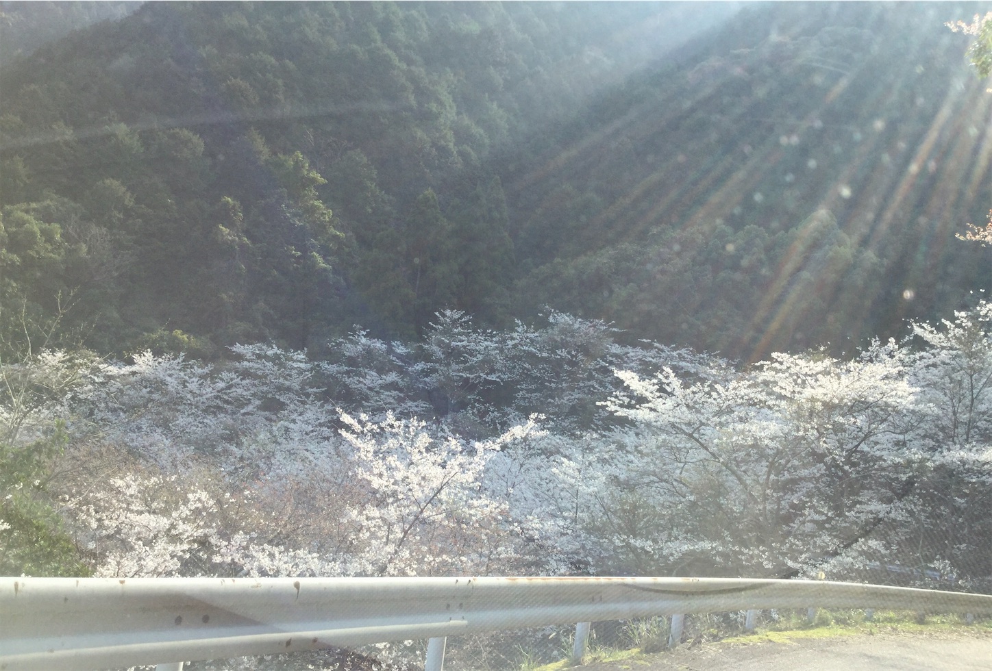 f:id:hatanikiteminkae:20200320224251j:image