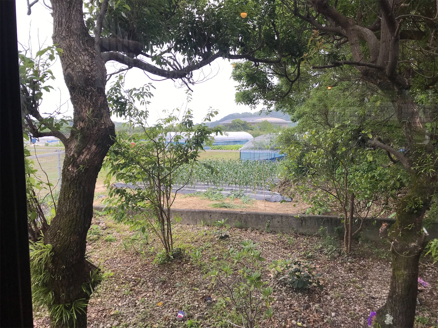 f:id:hatanikiteminkae:20200603145120j:image