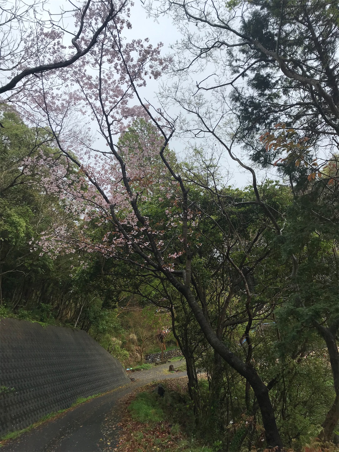 f:id:hatanikiteminkae:20210321201217j:image f:id:hatanikiteminkae:20210321201217j:image