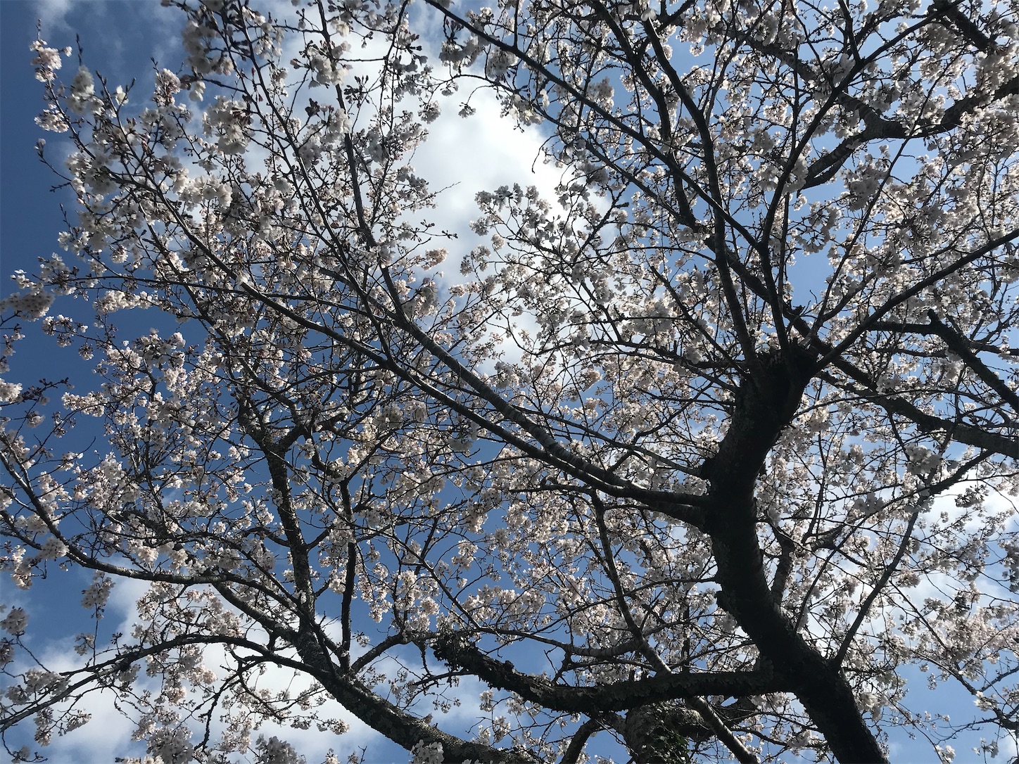 f:id:hatanikiteminkae:20210324234327j:image
