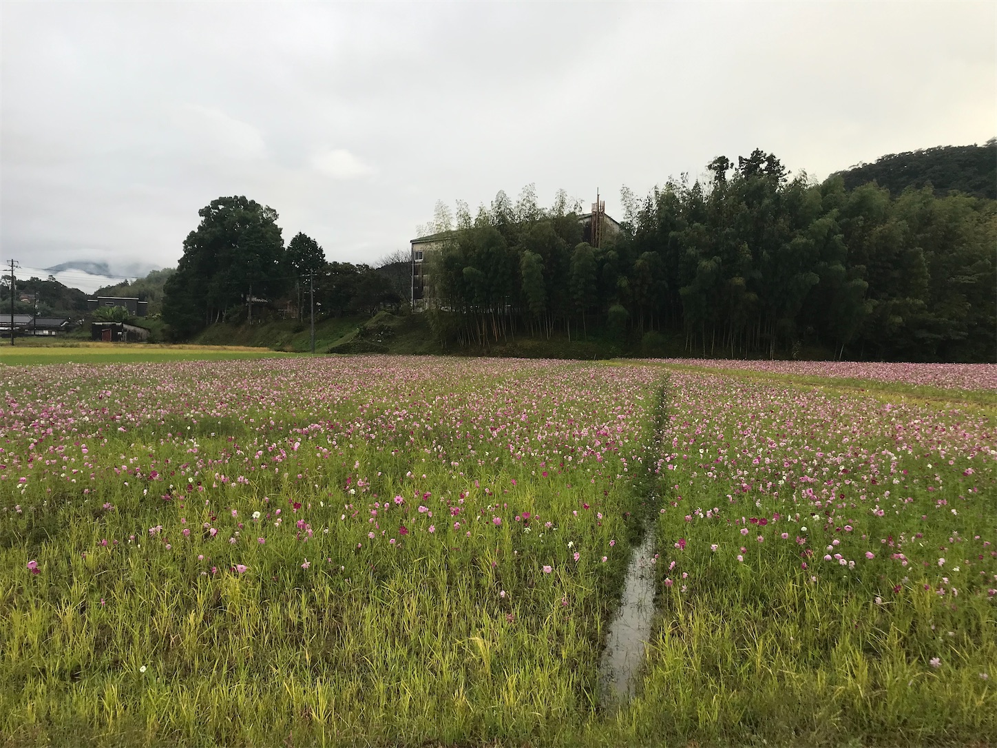 f:id:hatanikiteminkae:20211025202028j:image