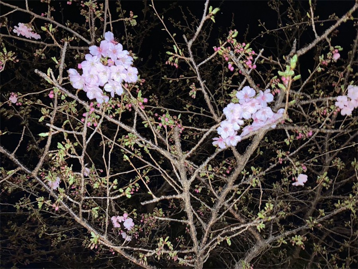 f:id:hatanikiteminkae:20220221055223j:image f:id:hatanikiteminkae:20220221055223j:image
