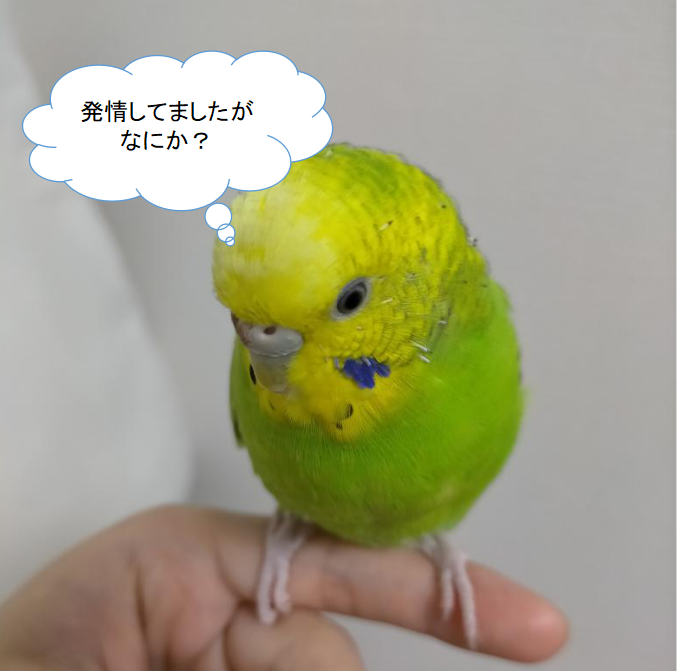 鳥さん 発情によって起こる病気 セミリタイアを目指す獣医師とり子のブログ 鳥さん 発情によって起こる病気 セミリタイアを目指す獣医師とり子のブログ