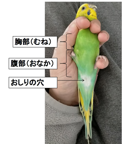 獣医師解説】インコなどの飼い鳥の卵詰まり｜緊急性の高い病気！女の子 