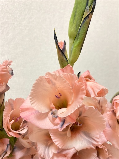 f:id:hatarakivachi:20211223215834j:image f:id:hatarakivachi:20211223215834j:image