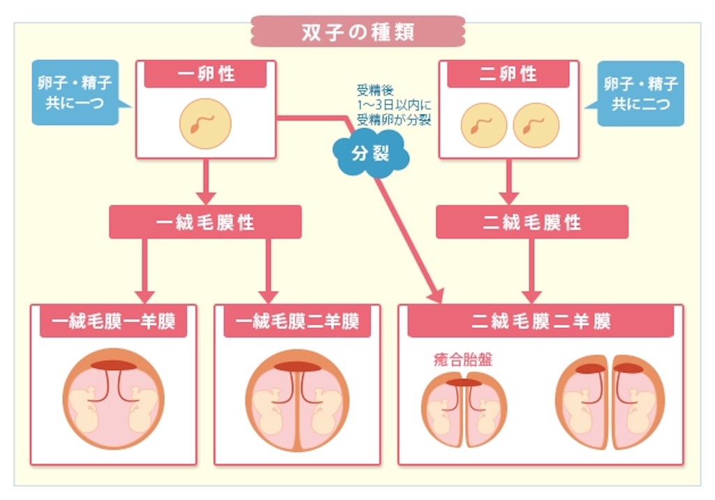 二卵性双生児と一卵性双生児 _ 一卵性双生児 確率 – MPESXS