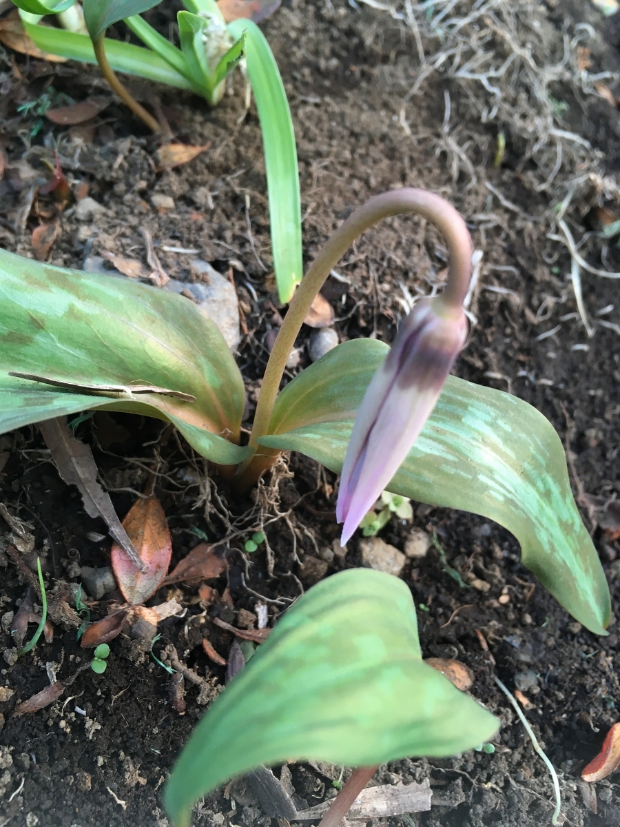 f:id:hatchtomakinoki:20210325150743j:plain