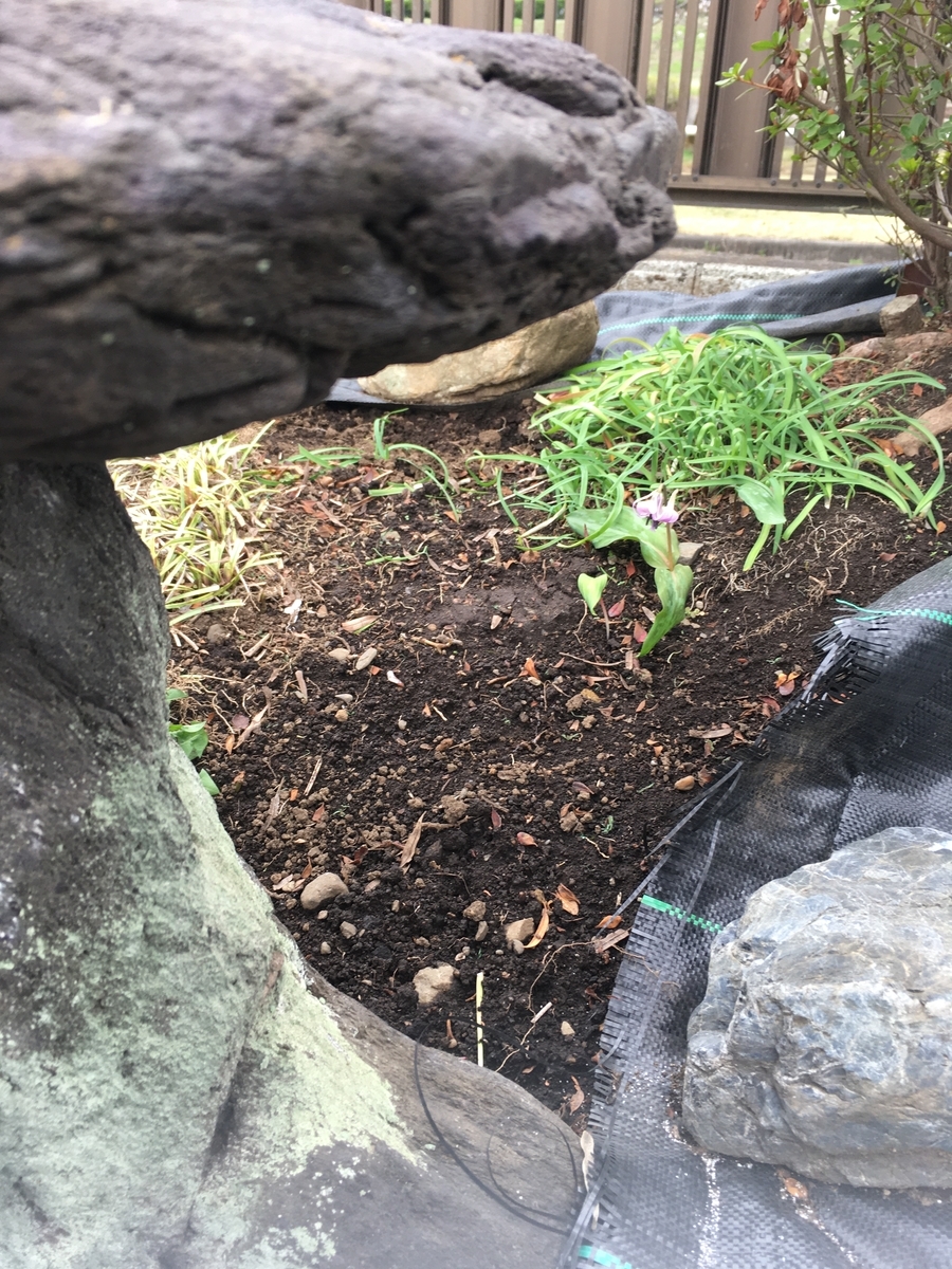 f:id:hatchtomakinoki:20210325152033j:plain