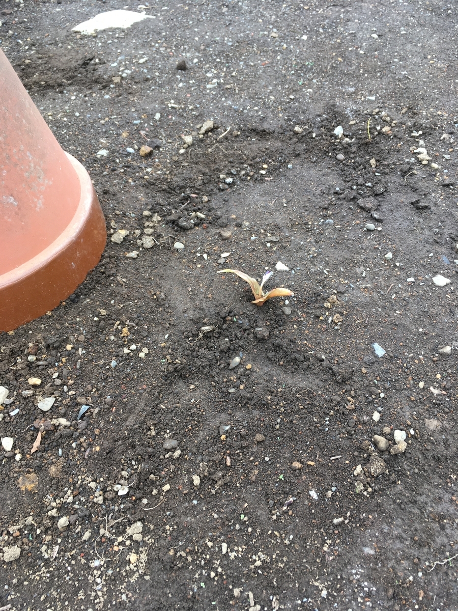 f:id:hatchtomakinoki:20210325152400j:plain