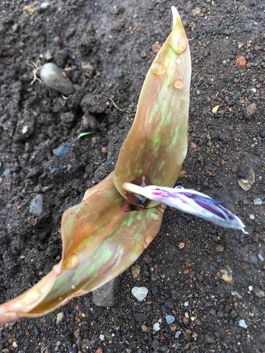 f:id:hatchtomakinoki:20210325152533j:plain