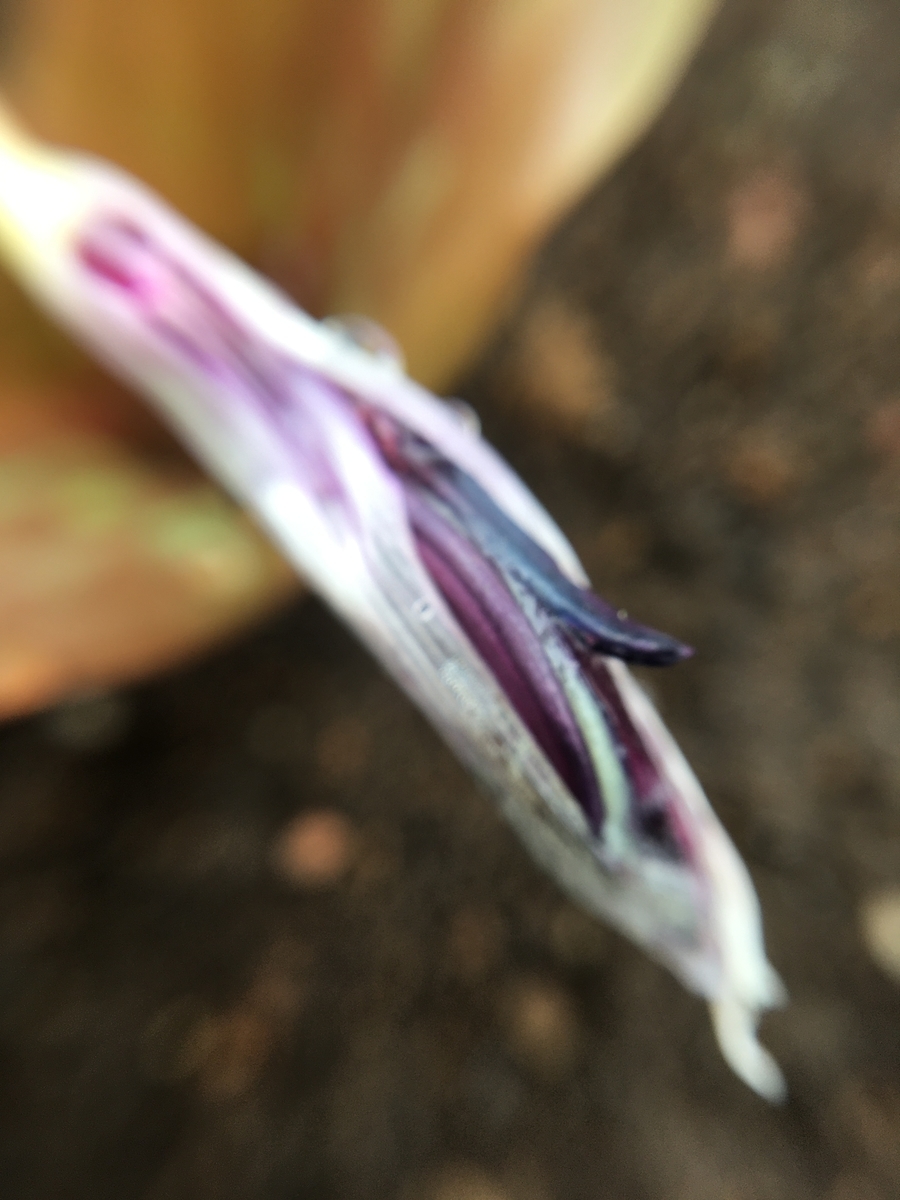 f:id:hatchtomakinoki:20210325152628j:plain