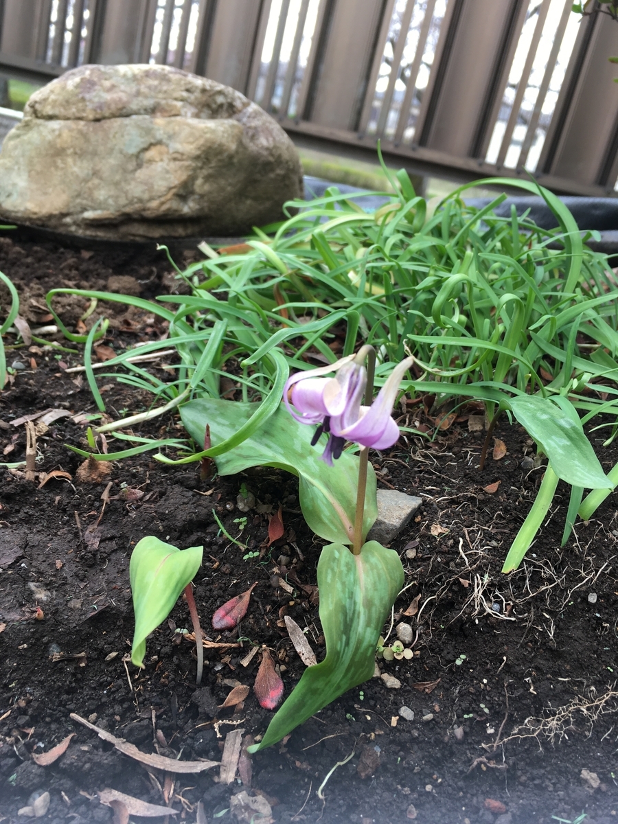 f:id:hatchtomakinoki:20210325153905j:plain