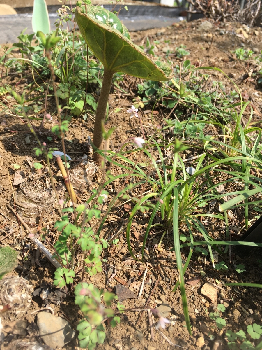 f:id:hatchtomakinoki:20210327182344j:plain