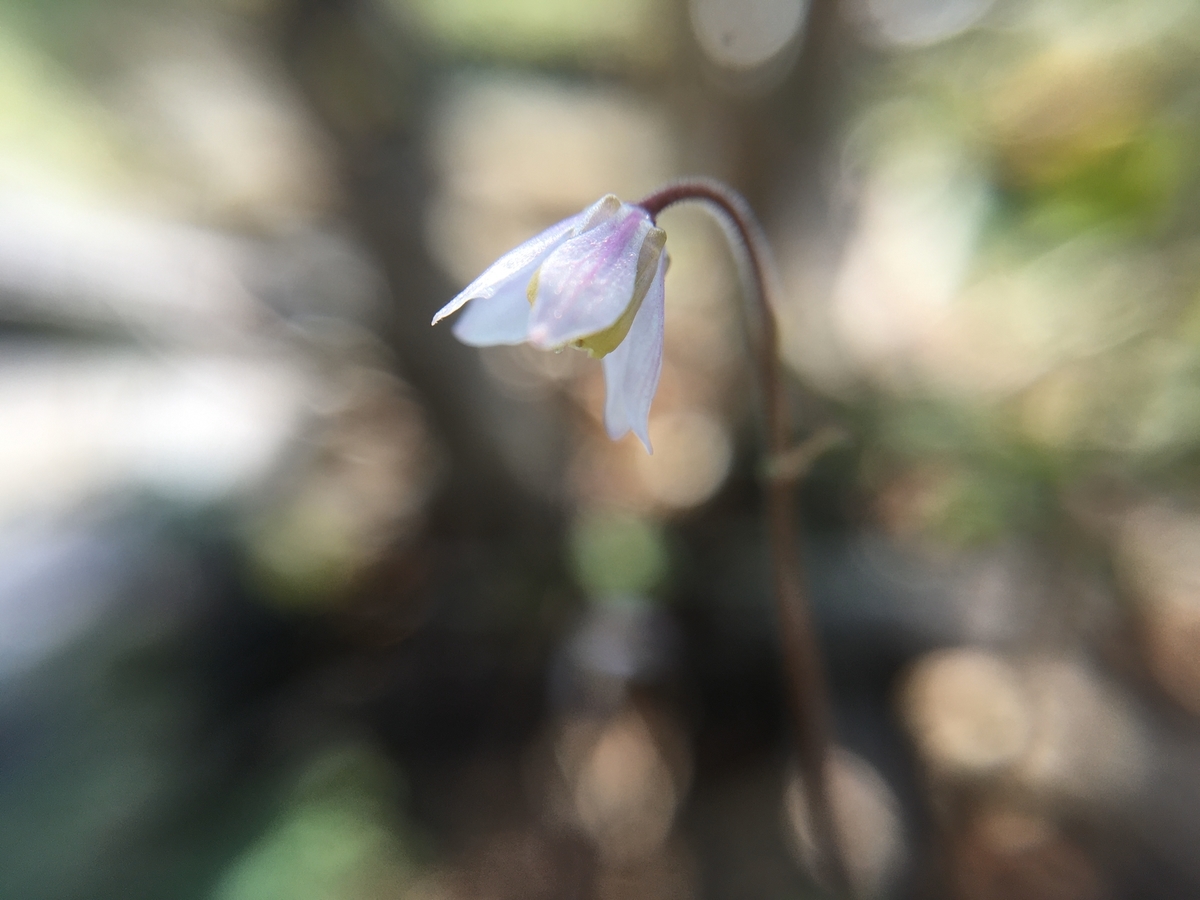 f:id:hatchtomakinoki:20210327182452j:plain