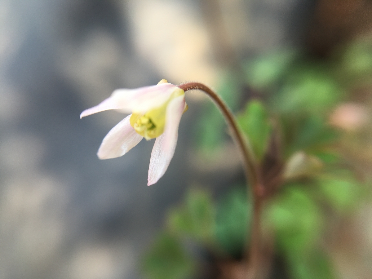 f:id:hatchtomakinoki:20210327182559j:plain