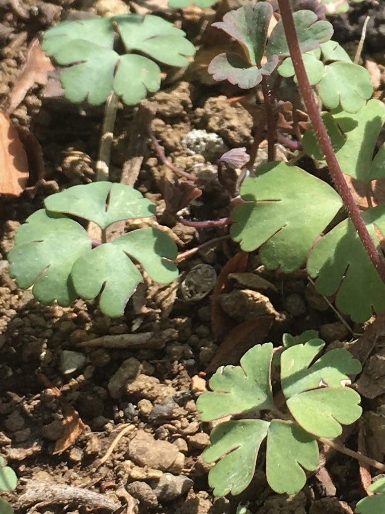 f:id:hatchtomakinoki:20210327182812j:plain