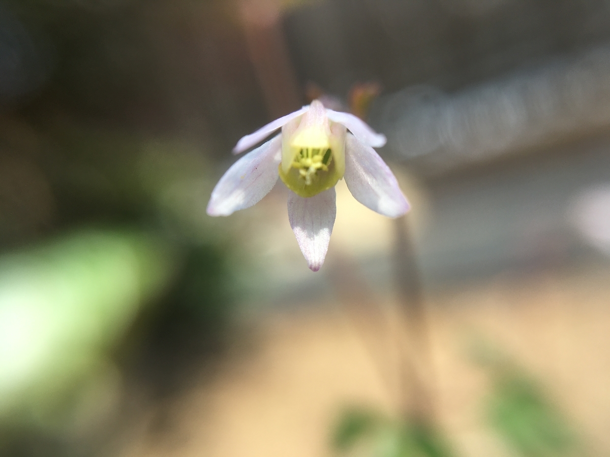 f:id:hatchtomakinoki:20210327184231j:plain