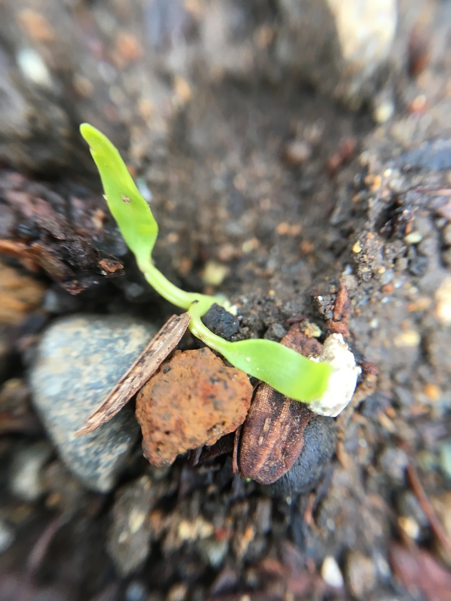 12日目に発芽したダイカンドラ🍃 - マキの木が切れなかったので。