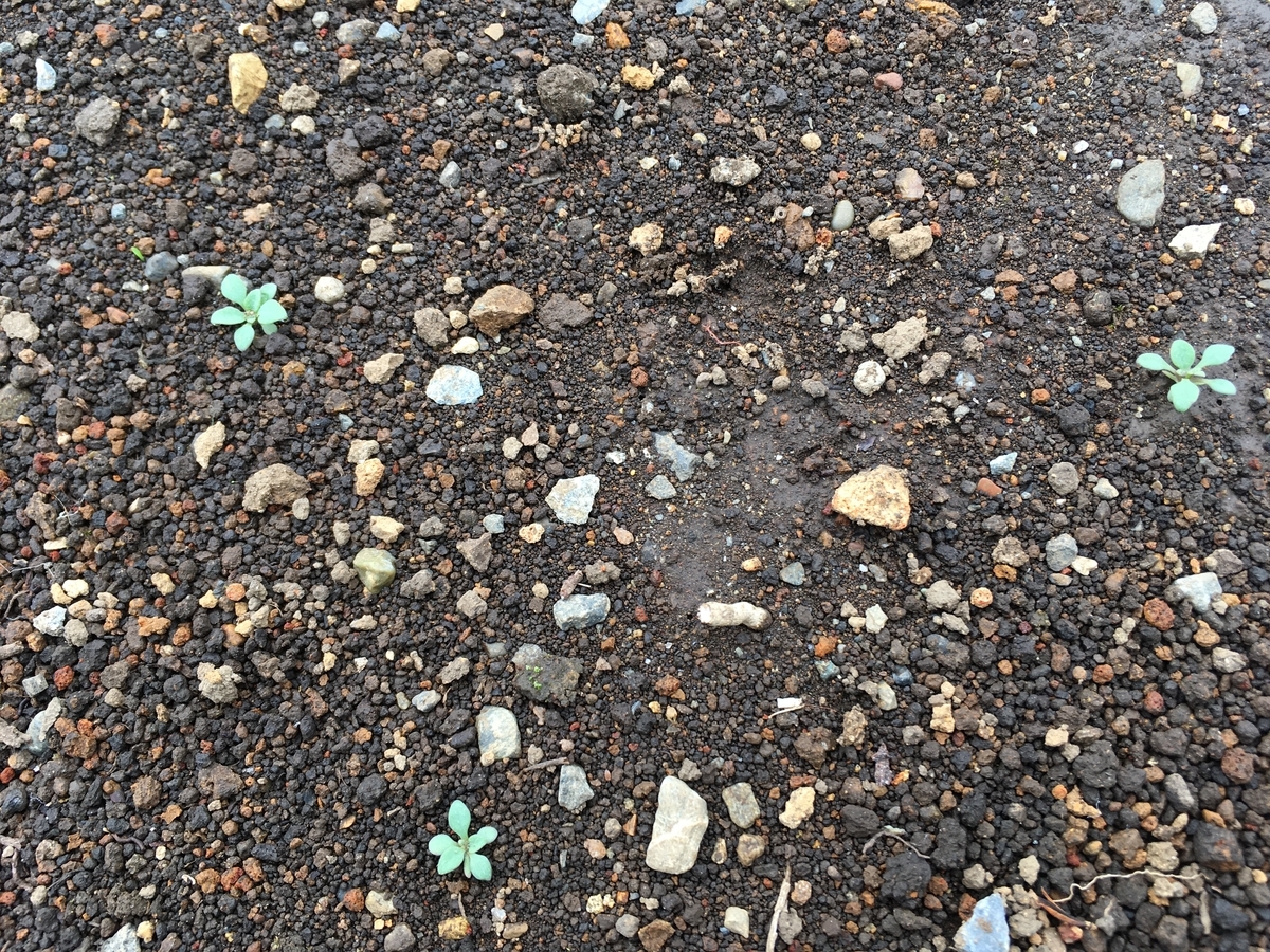 f:id:hatchtomakinoki:20210331182712j:plain