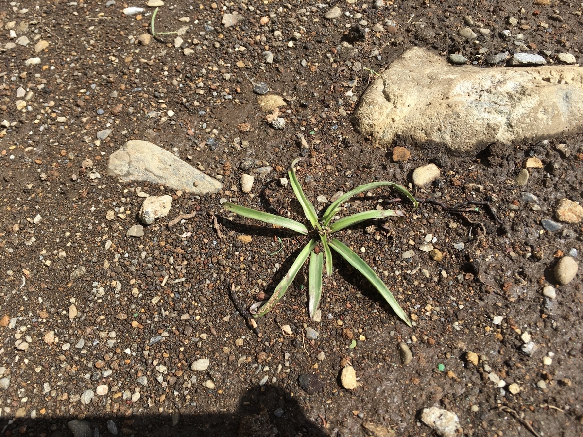 f:id:hatchtomakinoki:20210331182802j:plain