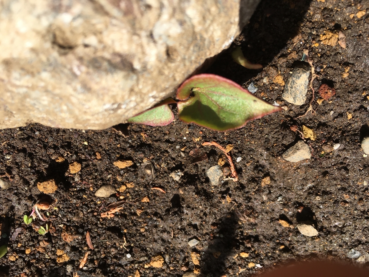 f:id:hatchtomakinoki:20210331182853j:plain