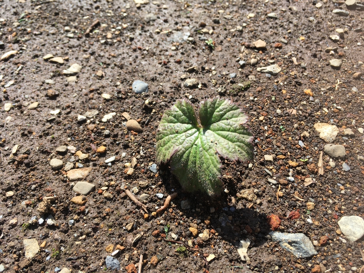 f:id:hatchtomakinoki:20210331182944j:plain