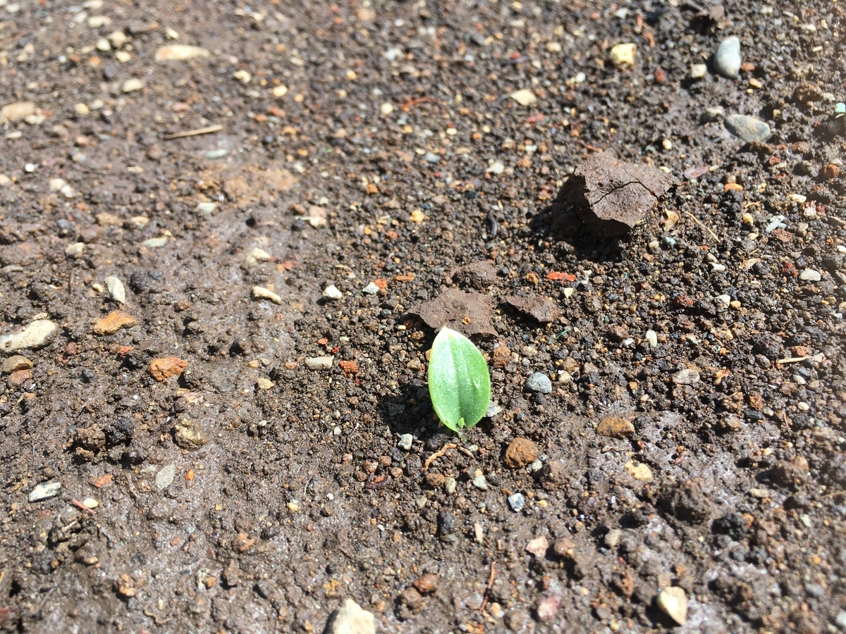 f:id:hatchtomakinoki:20210331183012j:plain