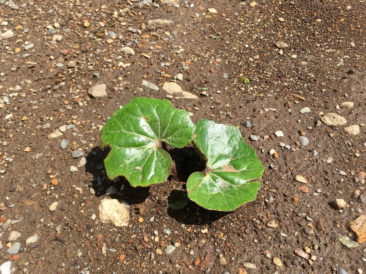 f:id:hatchtomakinoki:20210331183051j:plain