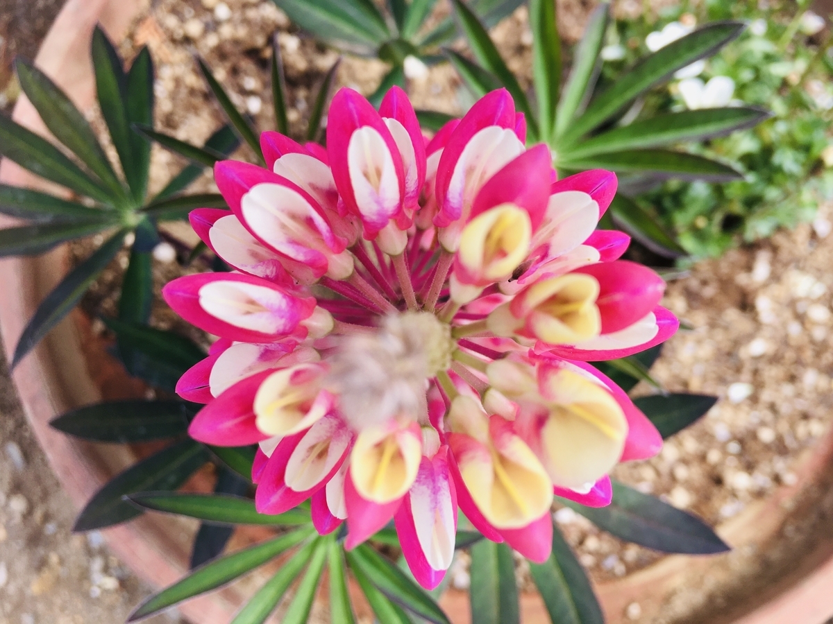 f:id:hatchtomakinoki:20210331183930j:plain