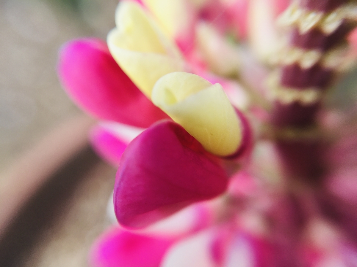 f:id:hatchtomakinoki:20210331184054j:plain