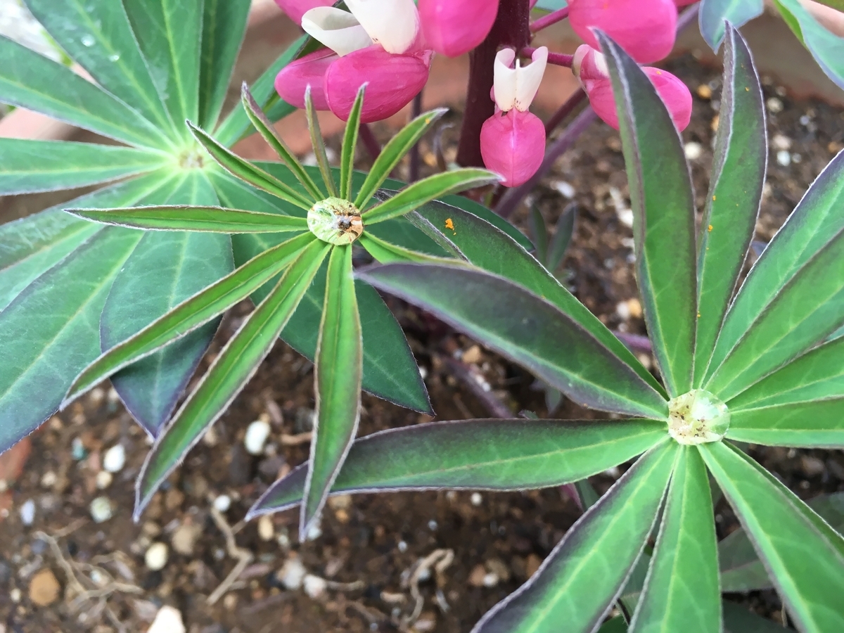 f:id:hatchtomakinoki:20210331184120j:plain