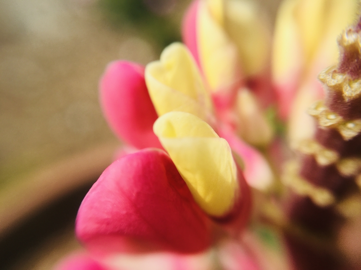 f:id:hatchtomakinoki:20210331185630j:plain